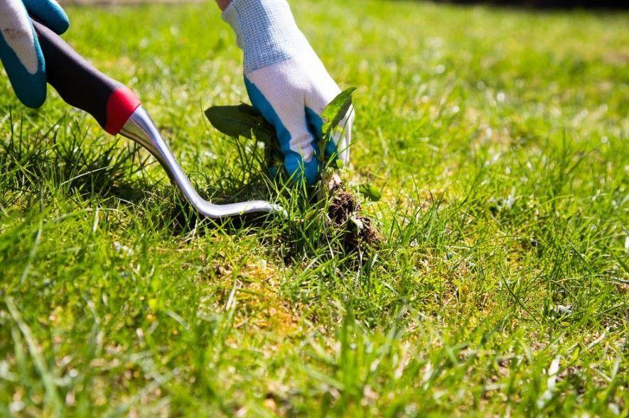 Person in gloves using a weeding tool to remove a weed from a green lawn.