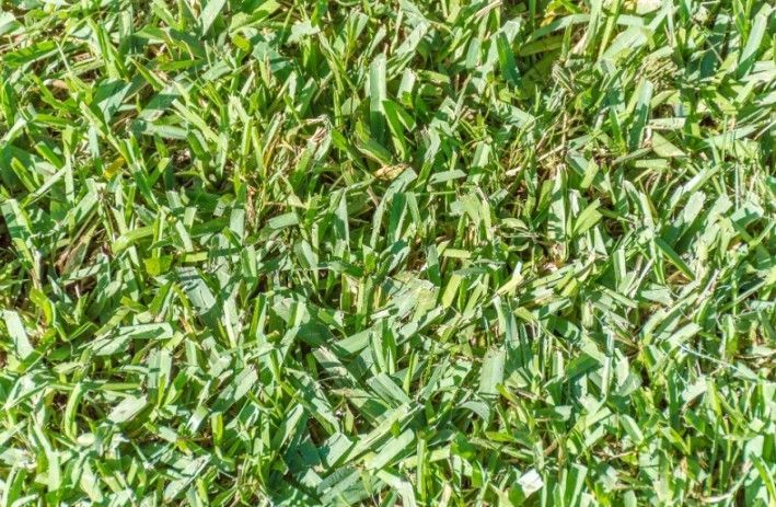 Close-up view of bright green grass, blades overlapping, under sunlight.