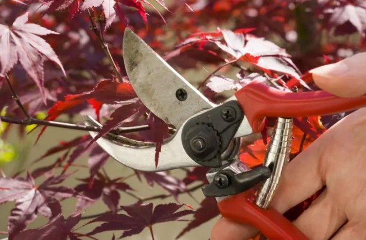 Hand pruning a red-leafed Japanese maple tree with red-handled pruning shears.