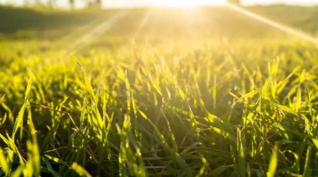 Close-up of green grass illuminated by bright sunlight.