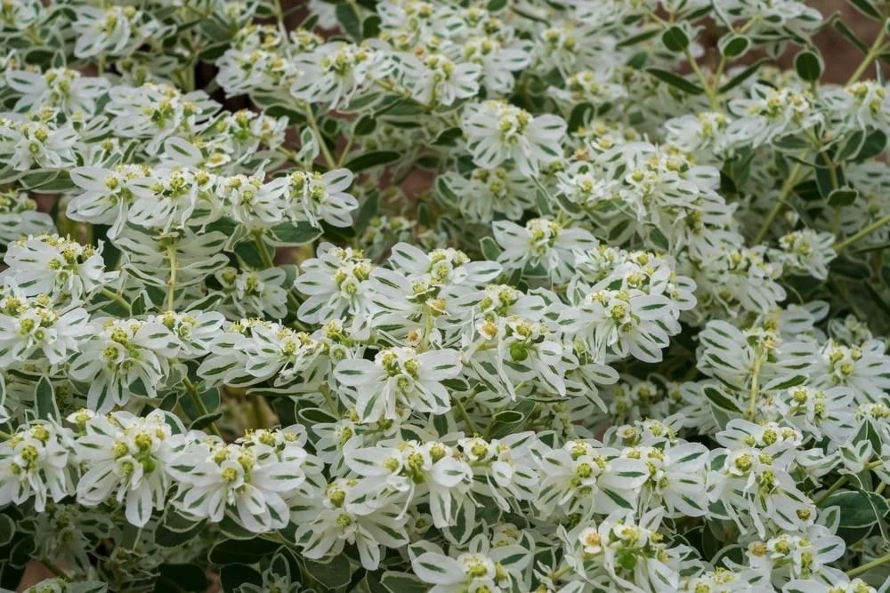White and green variegated plant, likely a Euphorbia, with many small, clustered blooms.