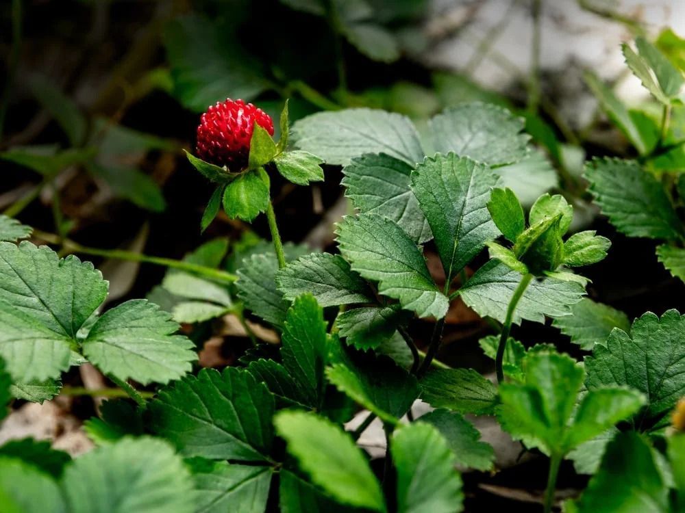 A red mock strawberry with green leaves in a garden setting.