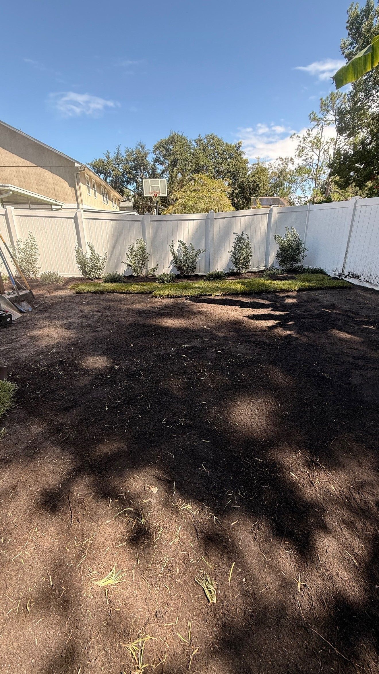 A backyard with a white fence, mulch, and small plants along the fence line under a blue sky.