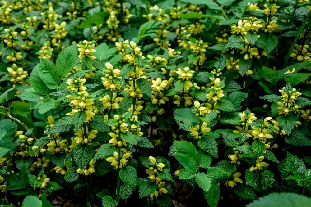 Yellow flowers bloom among green foliage.