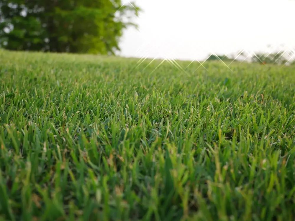 Close-up view of bright green grass with sunlight, a blurry tree in the background.