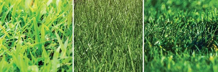 Close-up shots of three different types of green grass.
