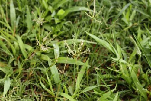Green grass with small seed heads, slightly blurred.