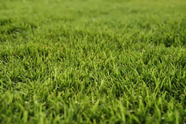 Green, close-up view of vibrant grass blades in a field.