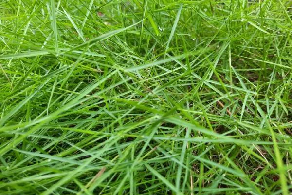 Close-up of bright green grass blades, possibly with morning dew.