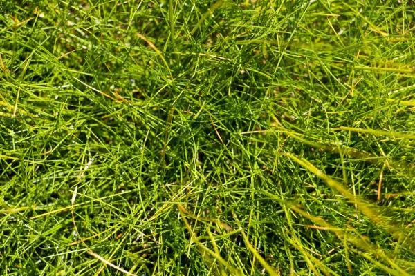 Close-up view of bright green grass, with thin blades and some brown stems.