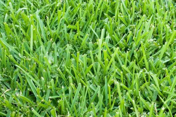 Close-up of bright green, freshly cut lawn.