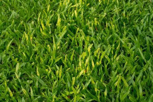 Close-up of vibrant green grass, blades slightly overlapping. Sunny outdoor lighting.