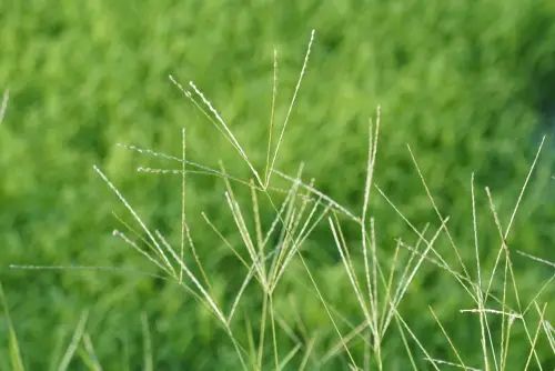 Green grass with delicate seed heads against a blurred green background.