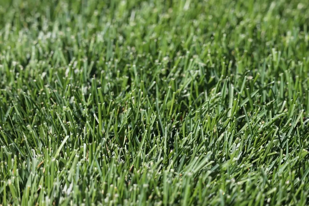 Green blades of grass, up close, creating a textured surface, in bright sunlight.
