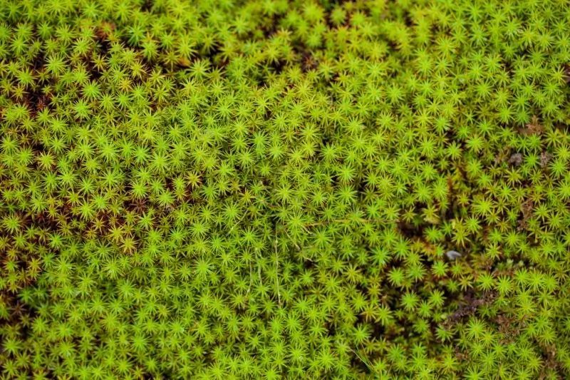 Close-up of bright green moss with star-shaped leaves.