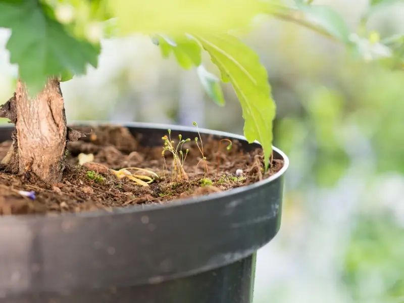 Close-up of a black pot filled with soil and small, green plants with blurred green foliage in the background.