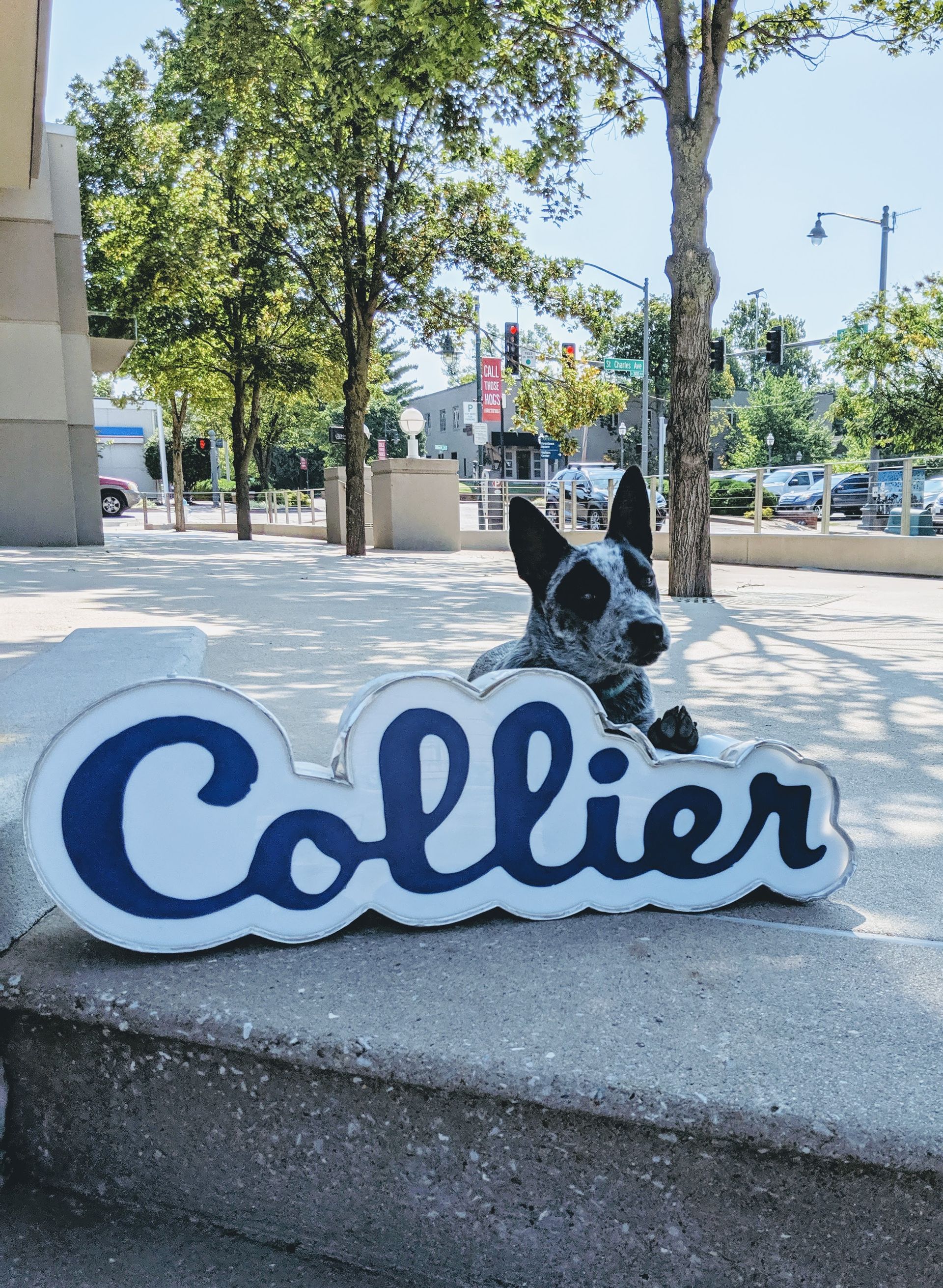A dog is laying on a sign that says collier