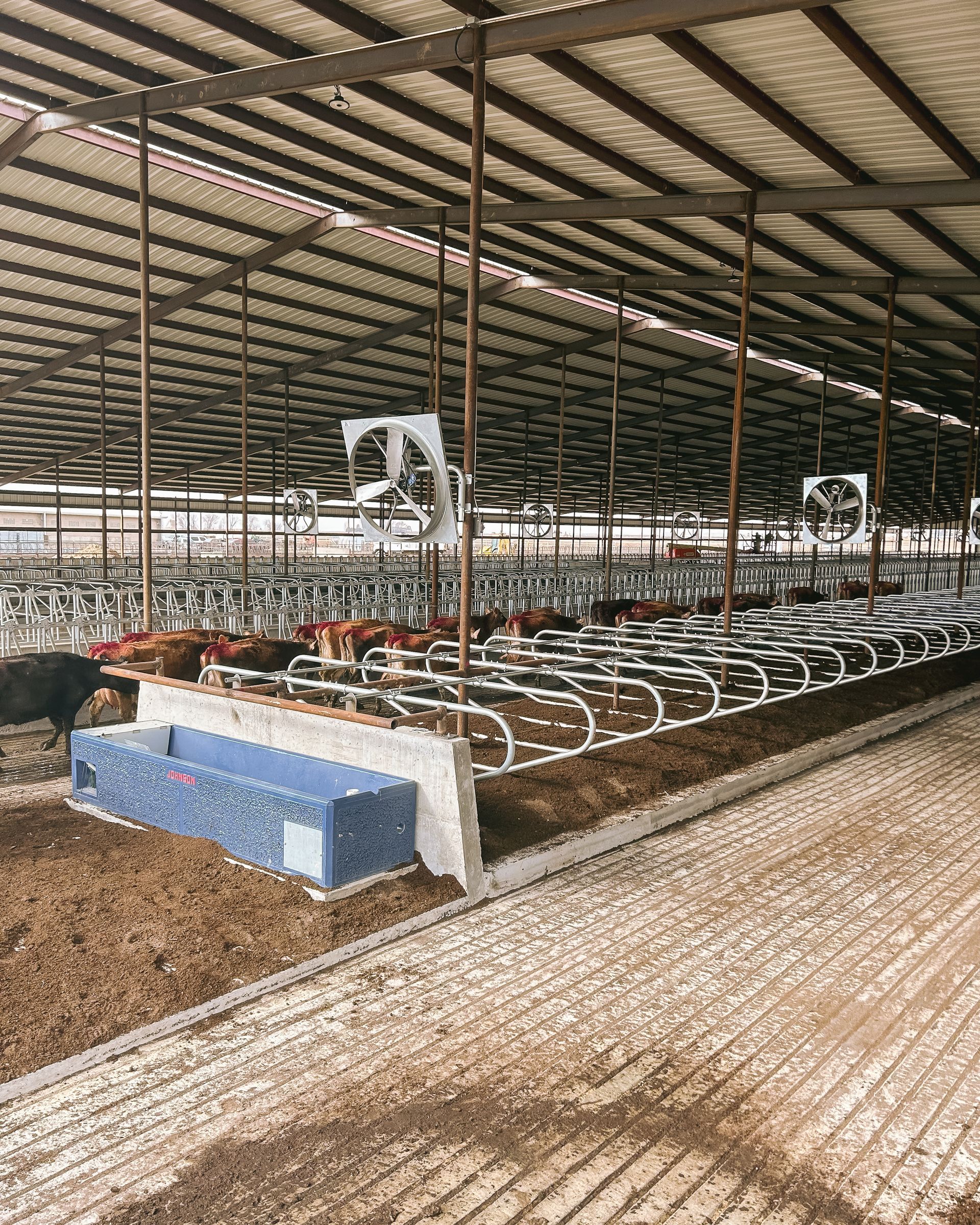 A cow is standing in a barn with a lot of cows in it.