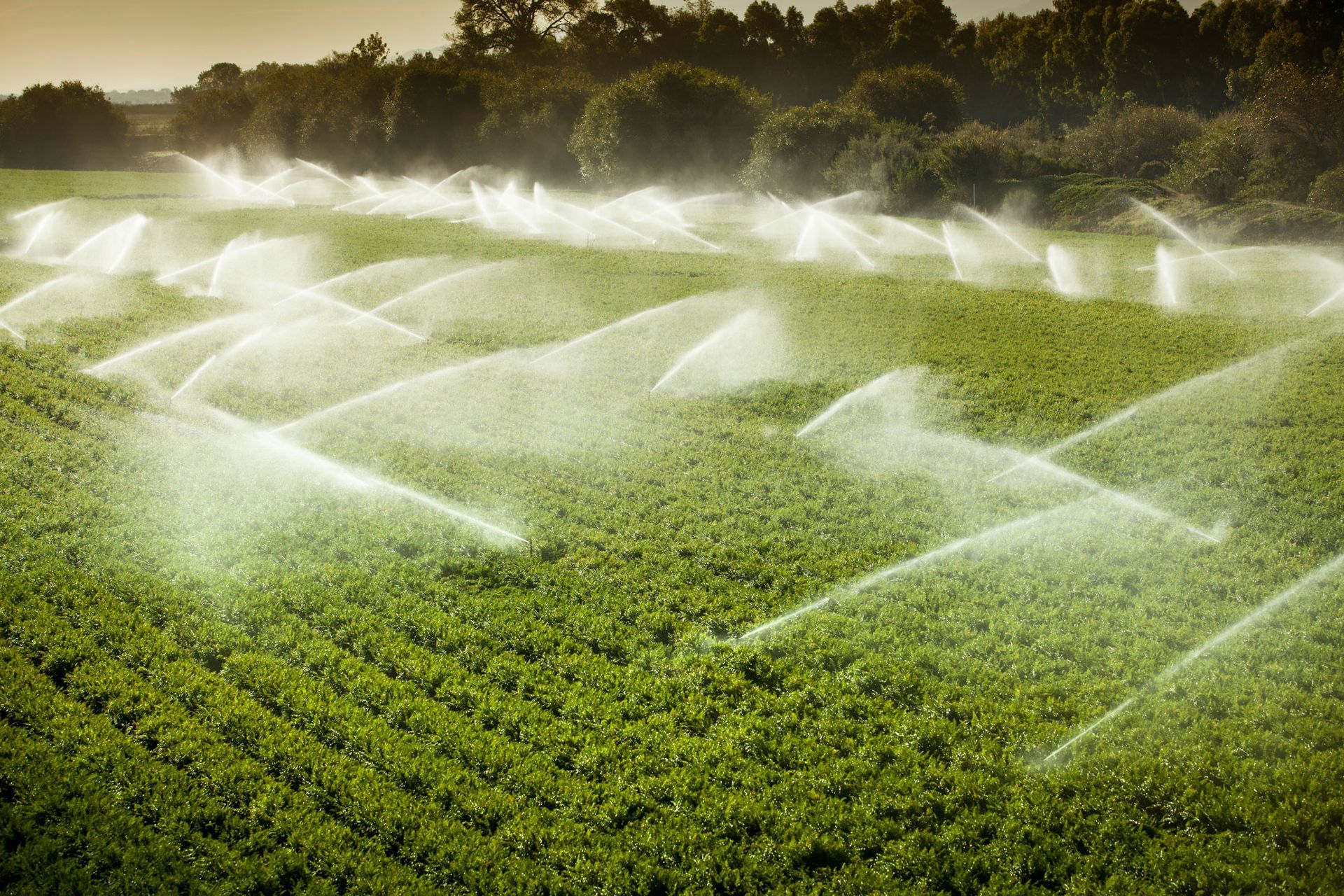A row of sprinklers spraying water on a green field