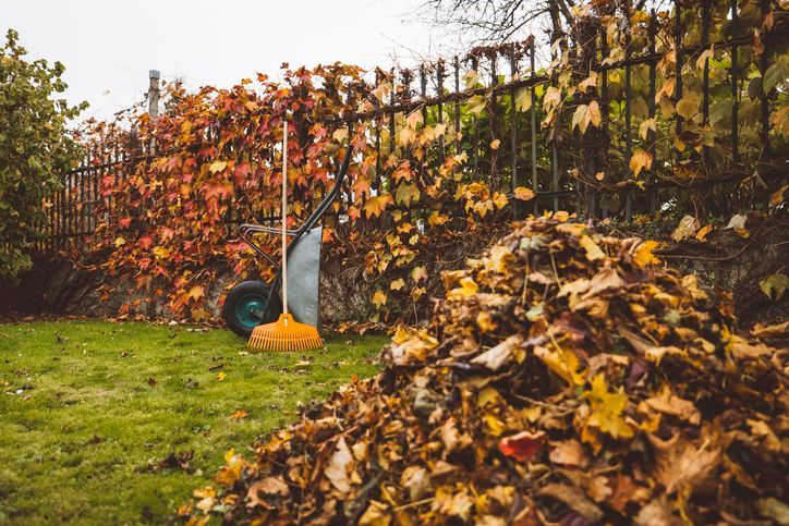 A rake is sitting on top of a pile of leaves.
