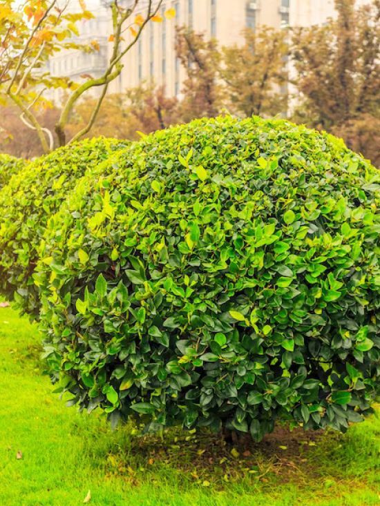 A row of green bushes in a park with a building in the background.