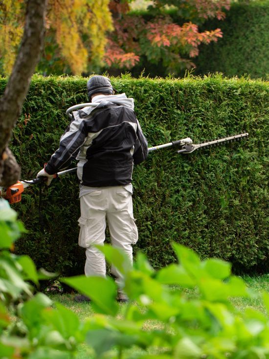 A man is cutting a hedge with a hedge trimmer.