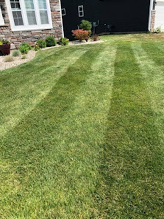 A lush green lawn with striped grass in front of a house.