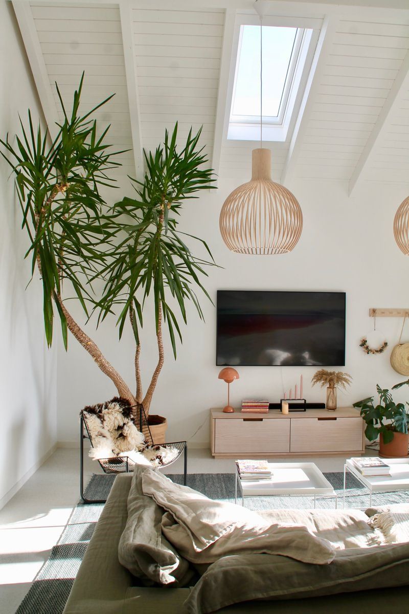 En stue med sofa , TV og potteplante.