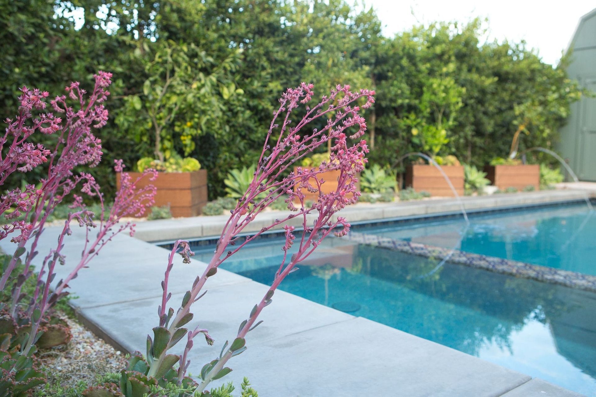 Plant Near Pool — Culver City, CA — Gregory Davis & Associates
