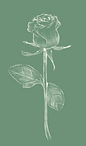 A drawing of a single rose with leaves on a green background.