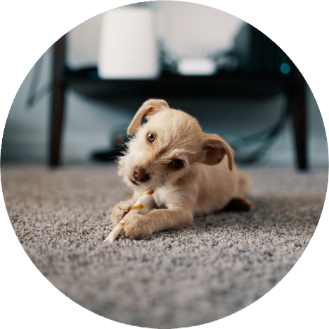 A Dog On A Carpet - New Mexico, USA - Home Service Contractors