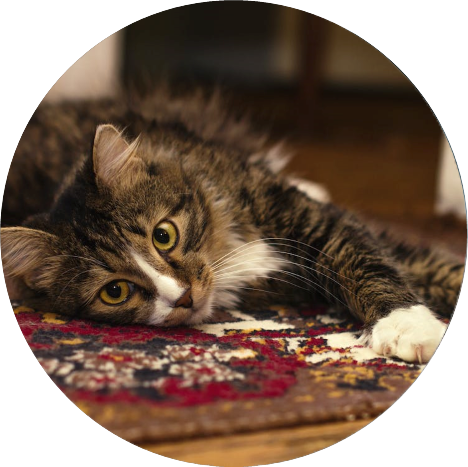 A Cat Lying On The Floor - New Mexico, USA - Home Service Contractors