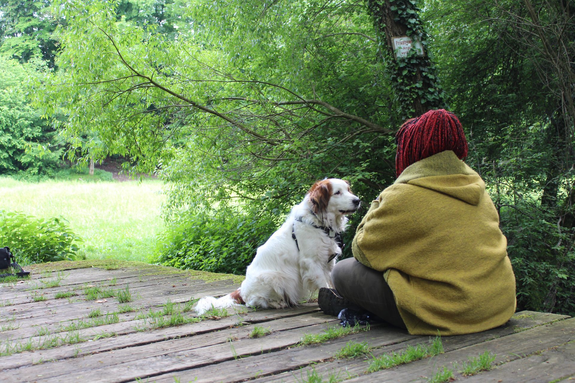 Entscheidungsbasiertes Hundetraining