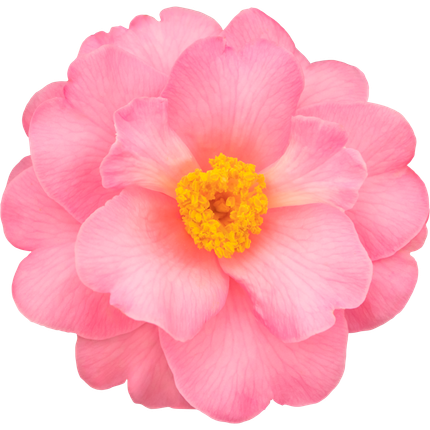 茶花