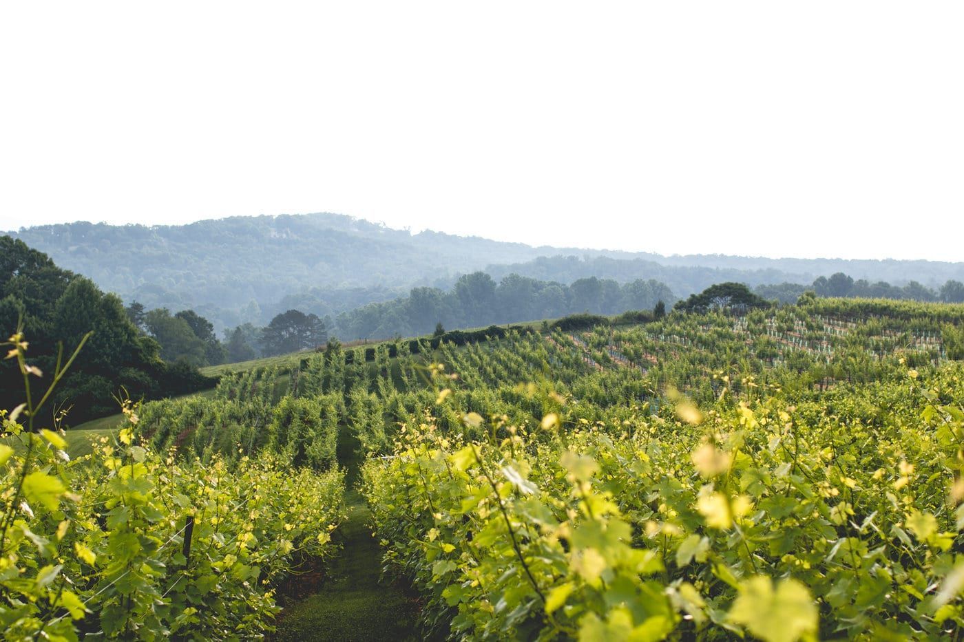 A lush green vineyard with mountains in the background