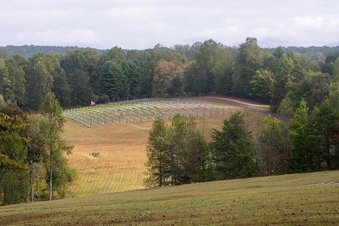 A large field with a lot of trees in the background