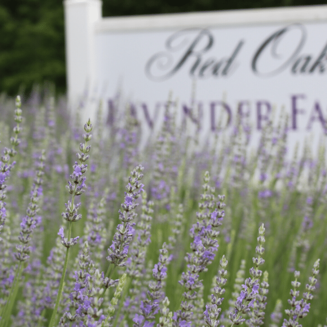 Purple flowers in front of a sign that says red oak lavender farm