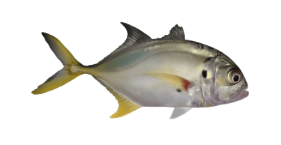 A fish with a yellow tail is swimming on a white background.