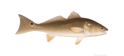 A redfish is swimming on a white background.