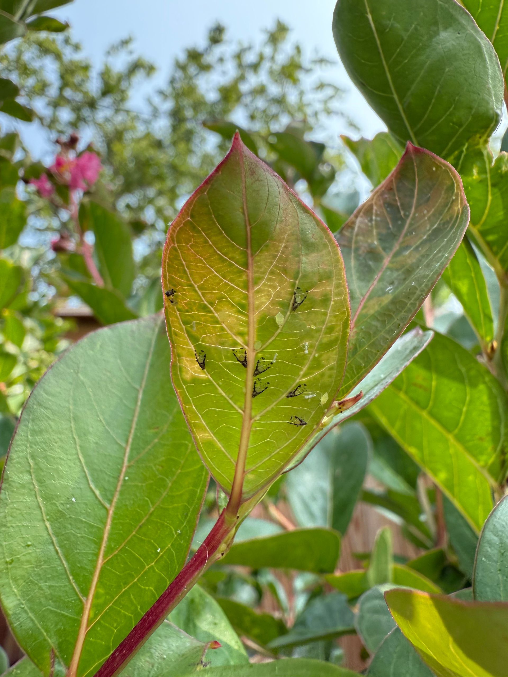 Green leaves with yellowed patches and small black insects, red stems.
