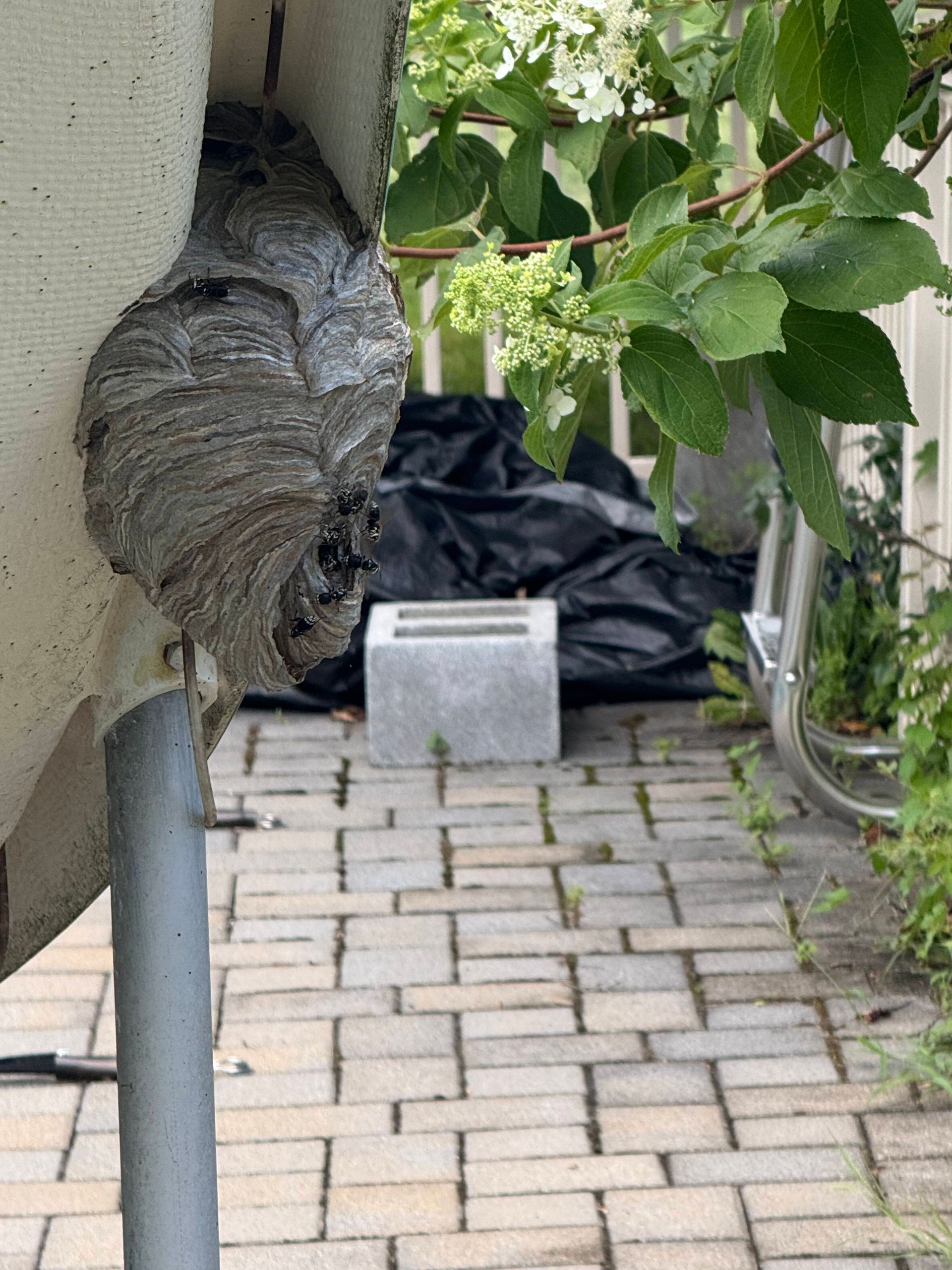 Wasp nest attached to a white structure near foliage and a brick walkway.