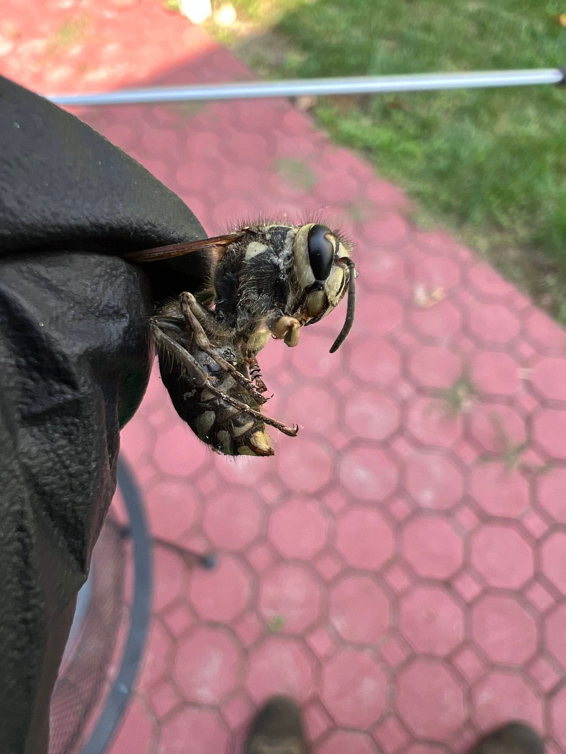 Dead, large wasp held by a gloved hand; the wasp is black, white, and yellow on red brick.