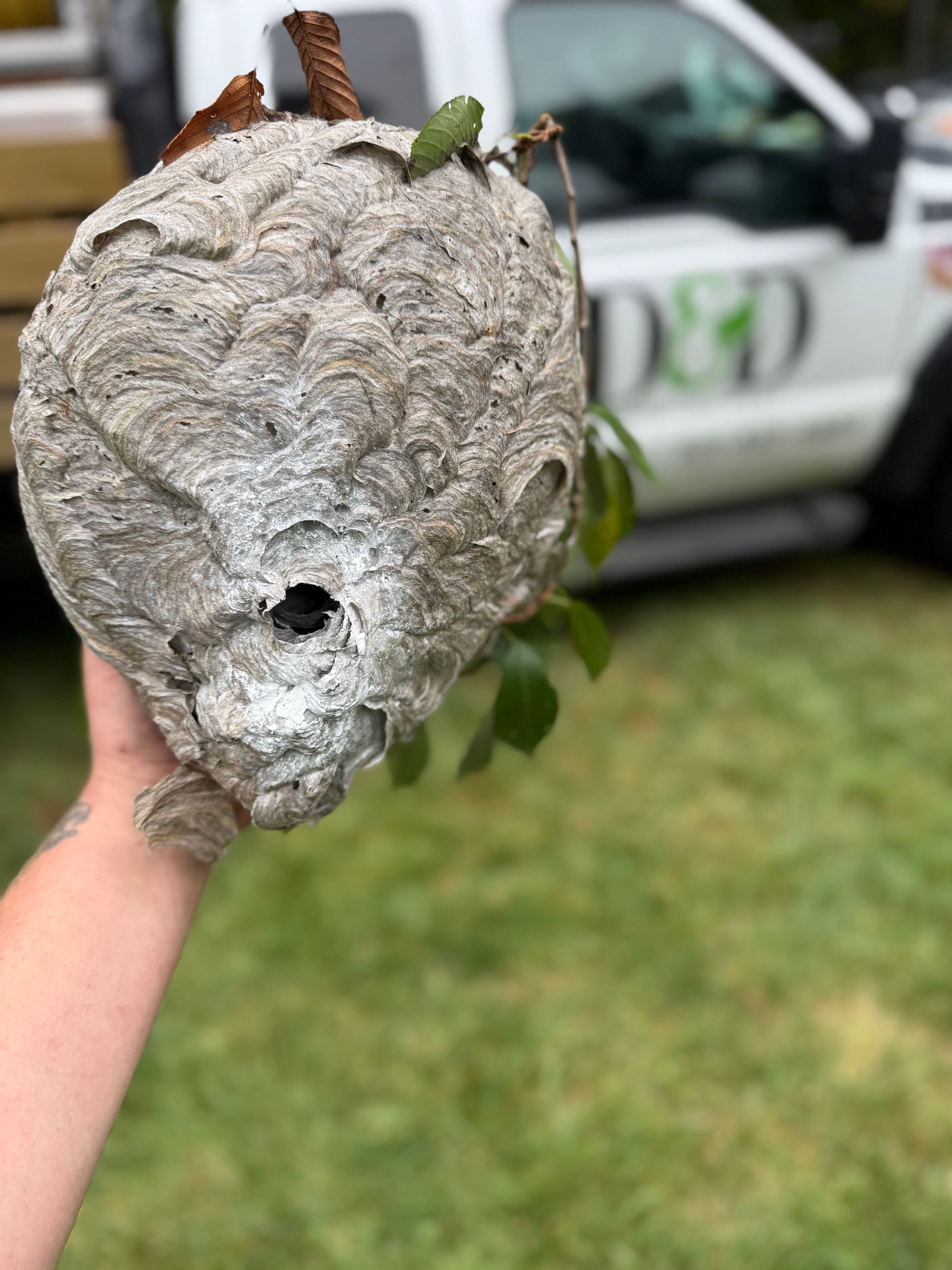 Hand holding a large, gray wasp nest with an opening. Green leaves sprout from it. A truck is in the background.