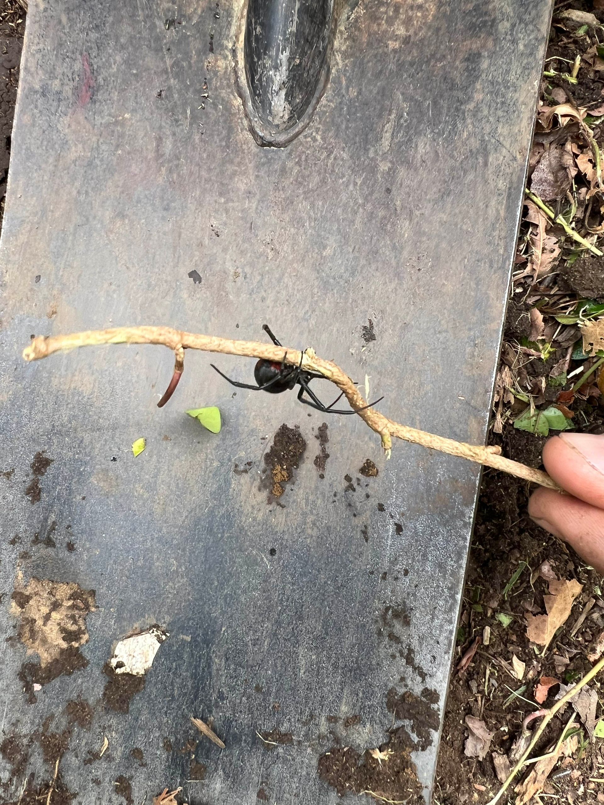 Black widow spider on a twig, held over a shovel blade.