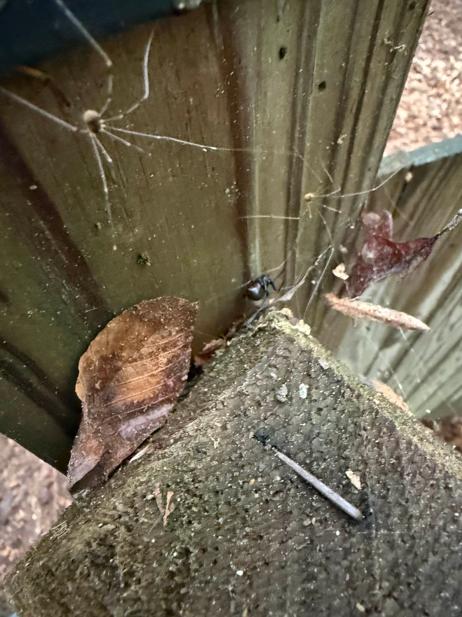 Spider and web on wooden post with leaves.