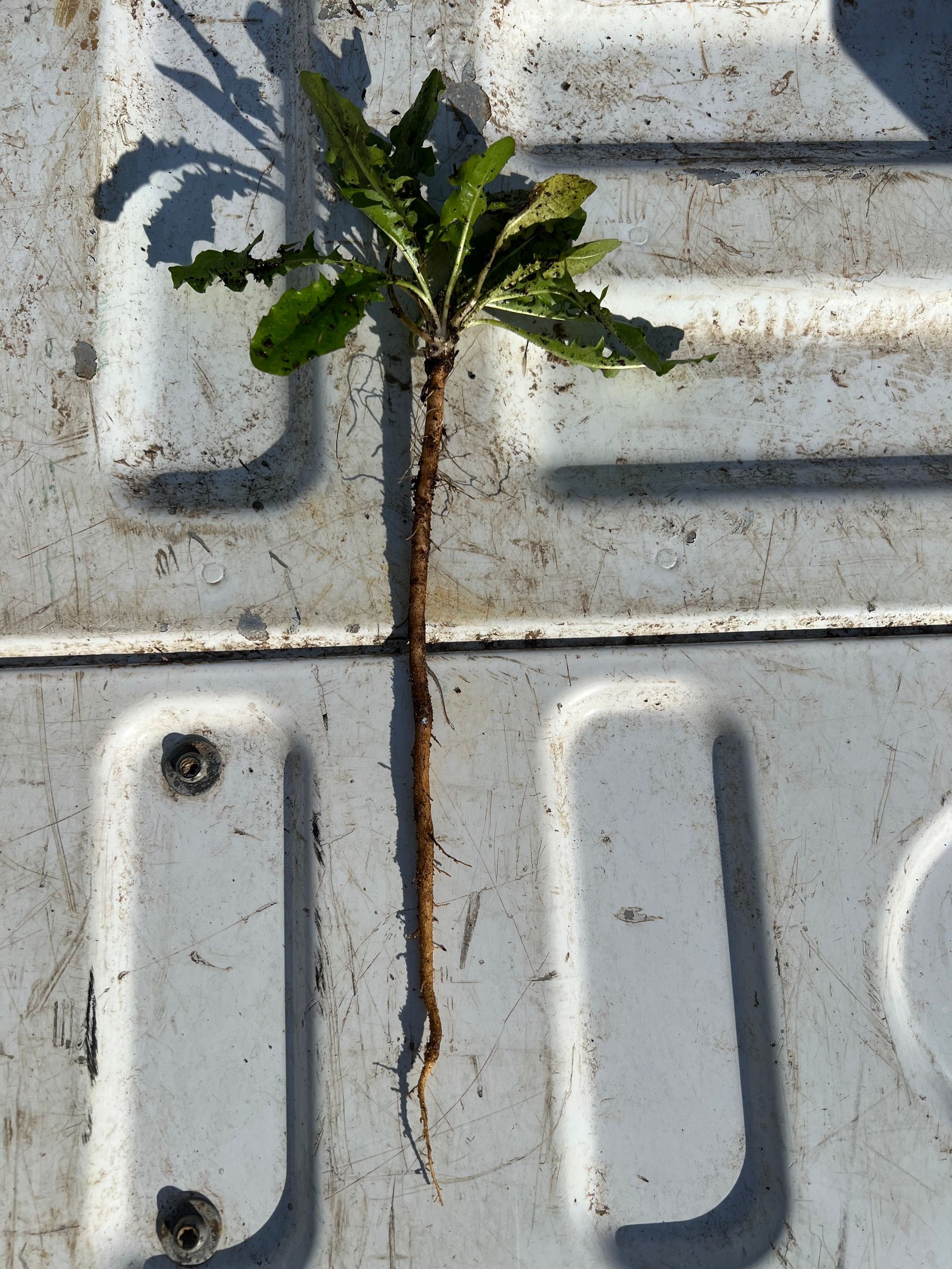 Dandelion plant with long taproot, laid on a white, textured surface.