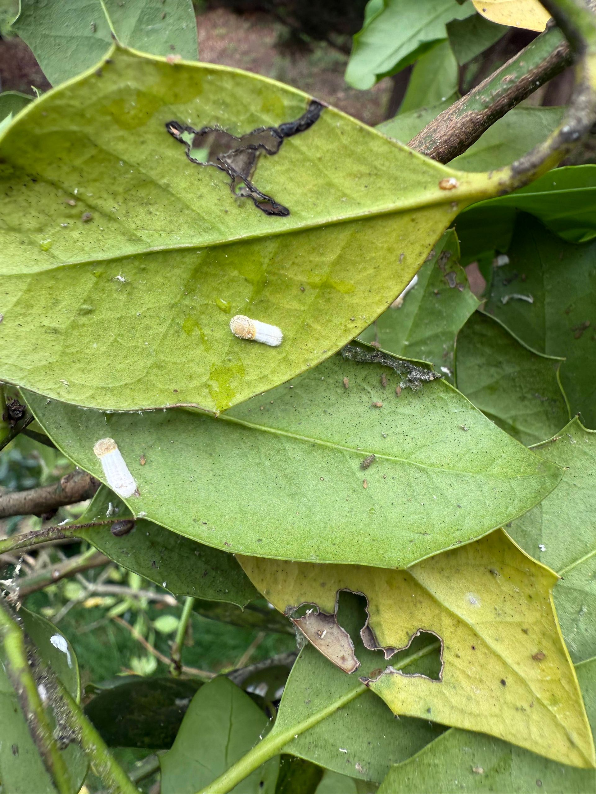 Green leaves with insect damage, some with white larva.
