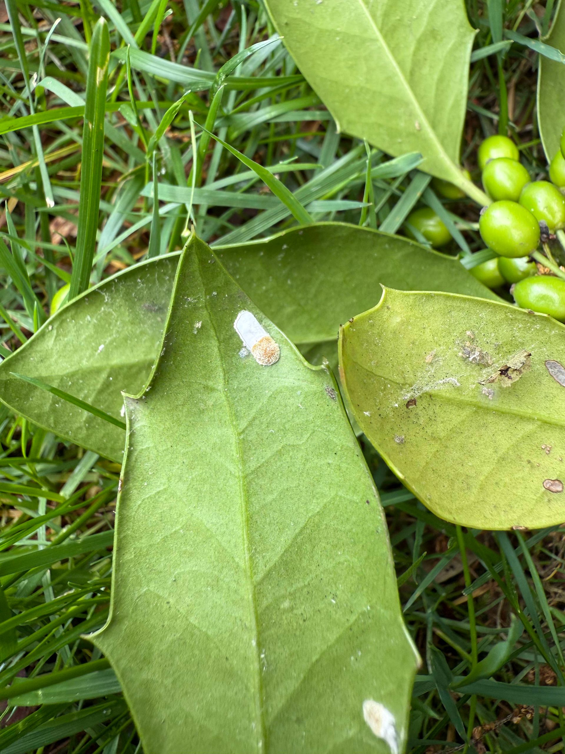 Green leaves with white patches and green berries on the ground.