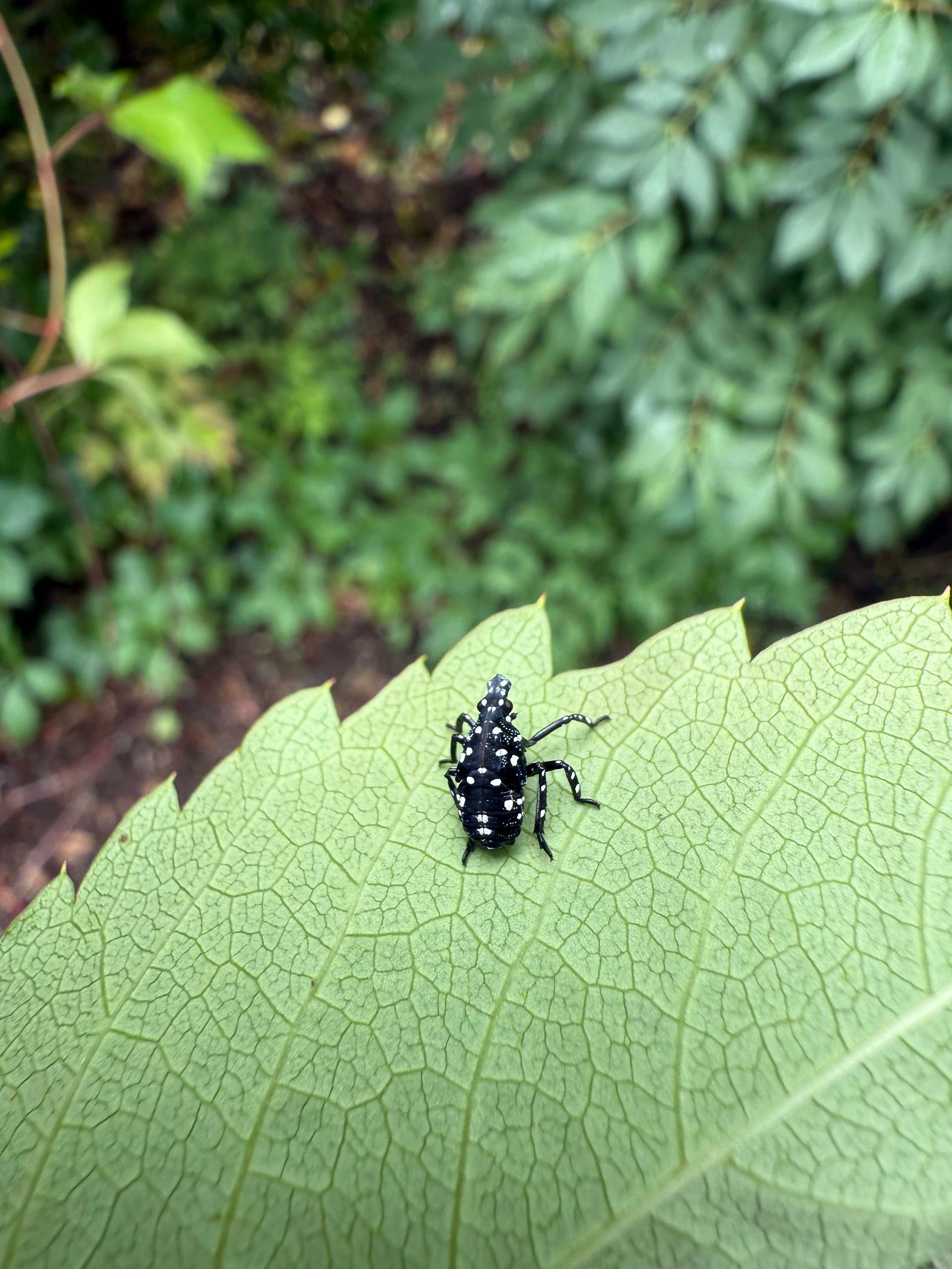 Spotted lanternfly with black and white spots on a green leaf.