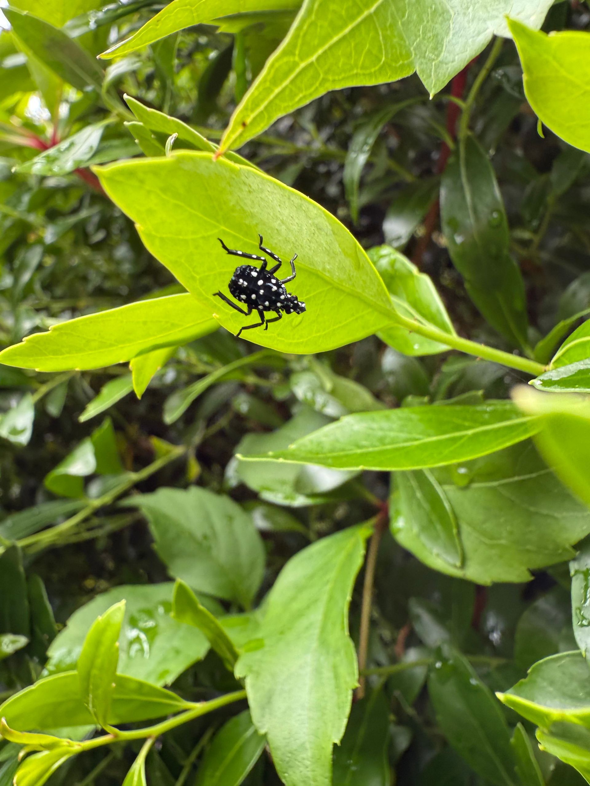 Black spotted insect on a green leaf. Foliage background.